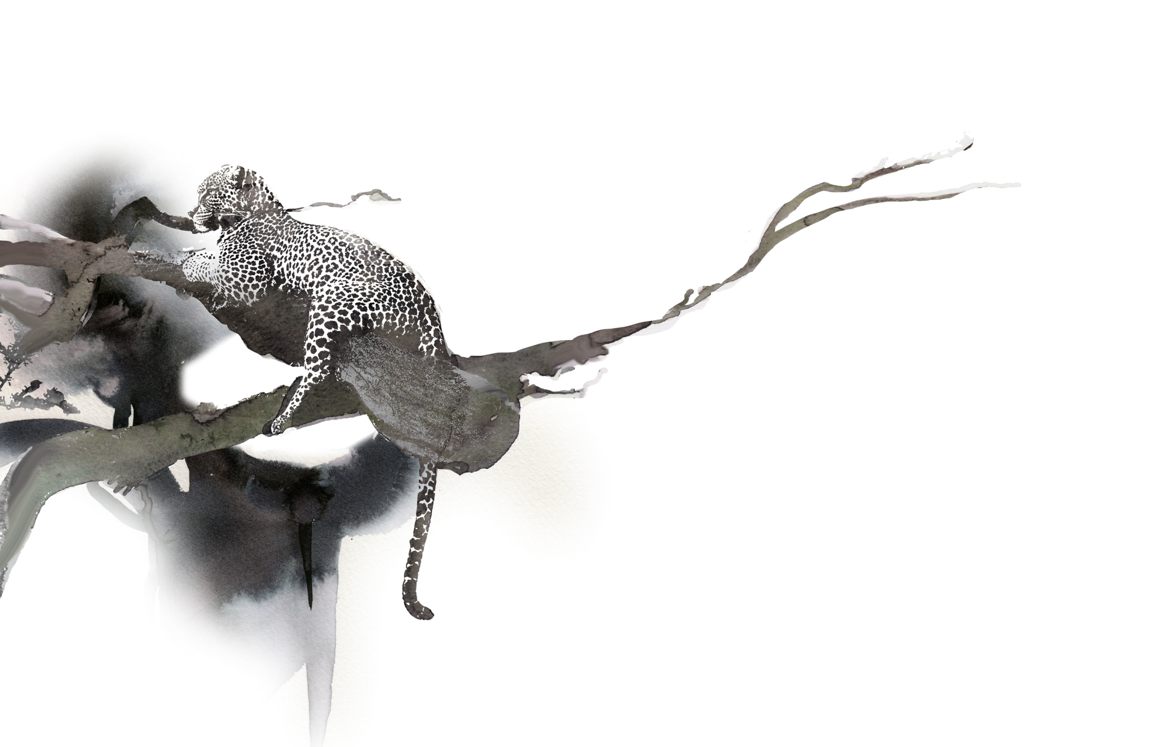 10-back-drop_editorial_leopard_in_tree.jpg