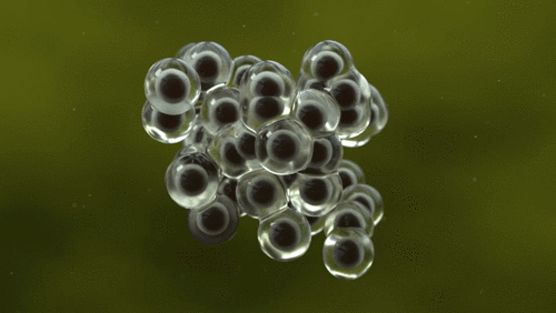 CELLS