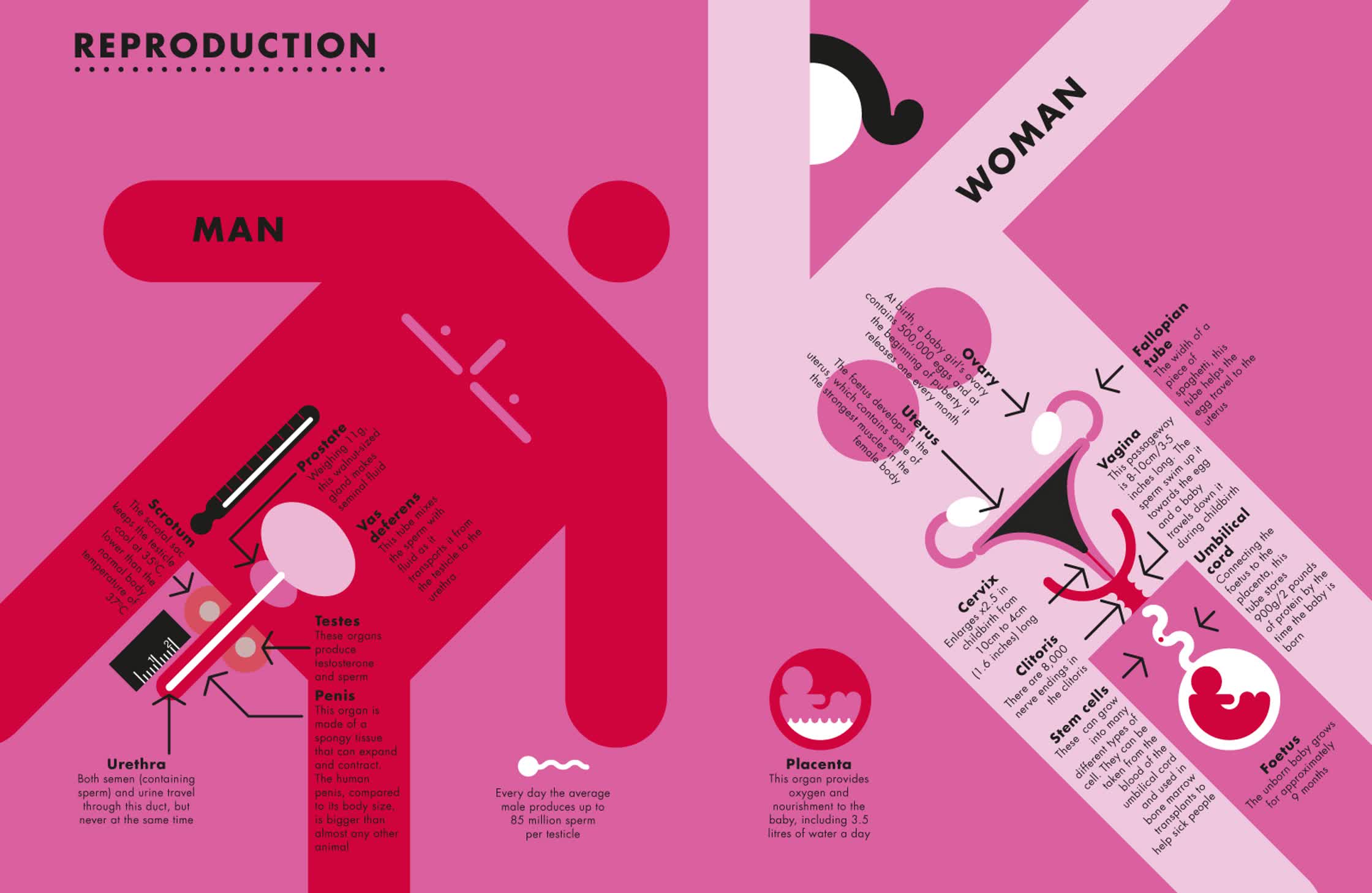humanbody spread2:big picture pressX.jpg