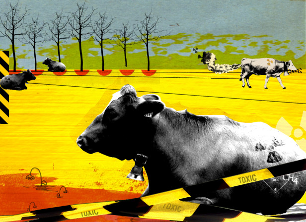 Toxic Cows Waitrose Magazine