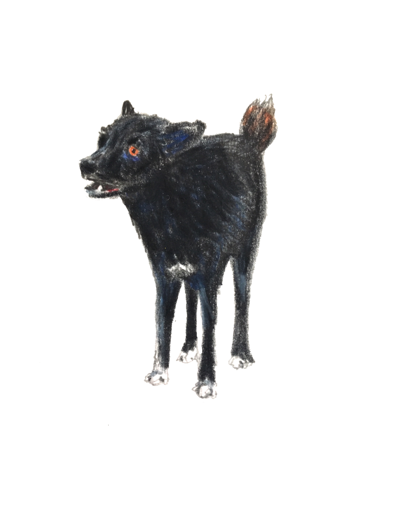 Dog.jpg