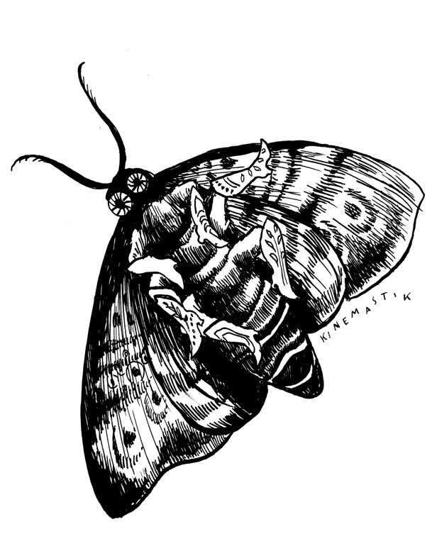 Moth
