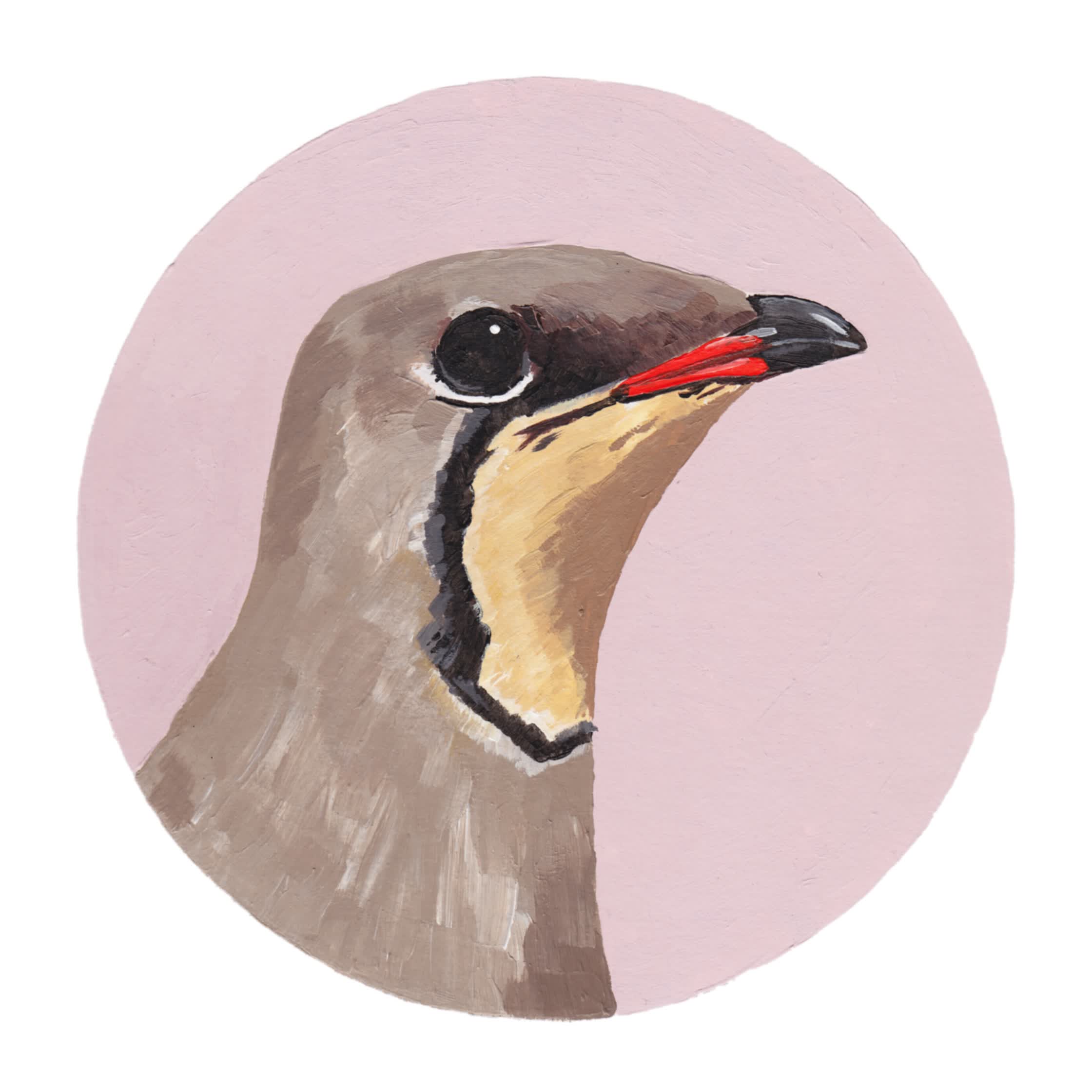 PAUL_SMITH:'COLLARED_PRANTICOLE':ACRYLIC.jpg