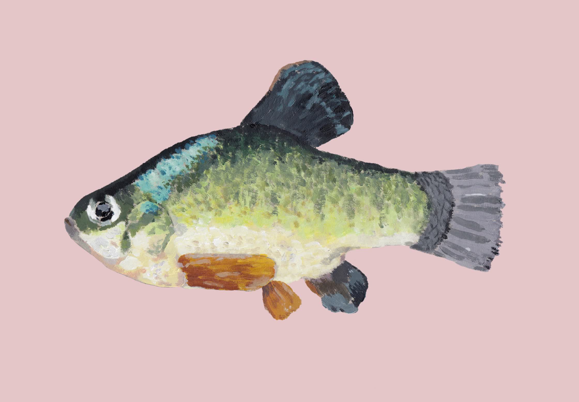 INTEROLL:'SHEEPSHEAD_MINNOW':ACRYLIC.jpg