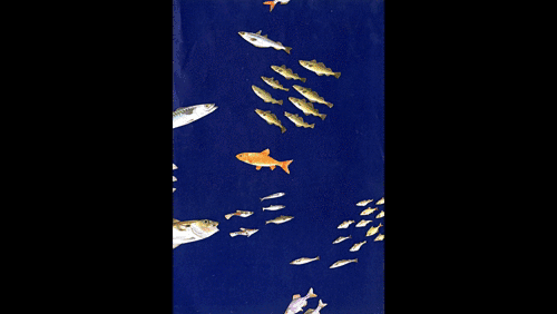 Fish / Stornoway