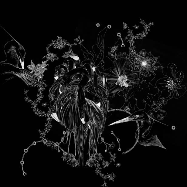 Flamingoes in Black