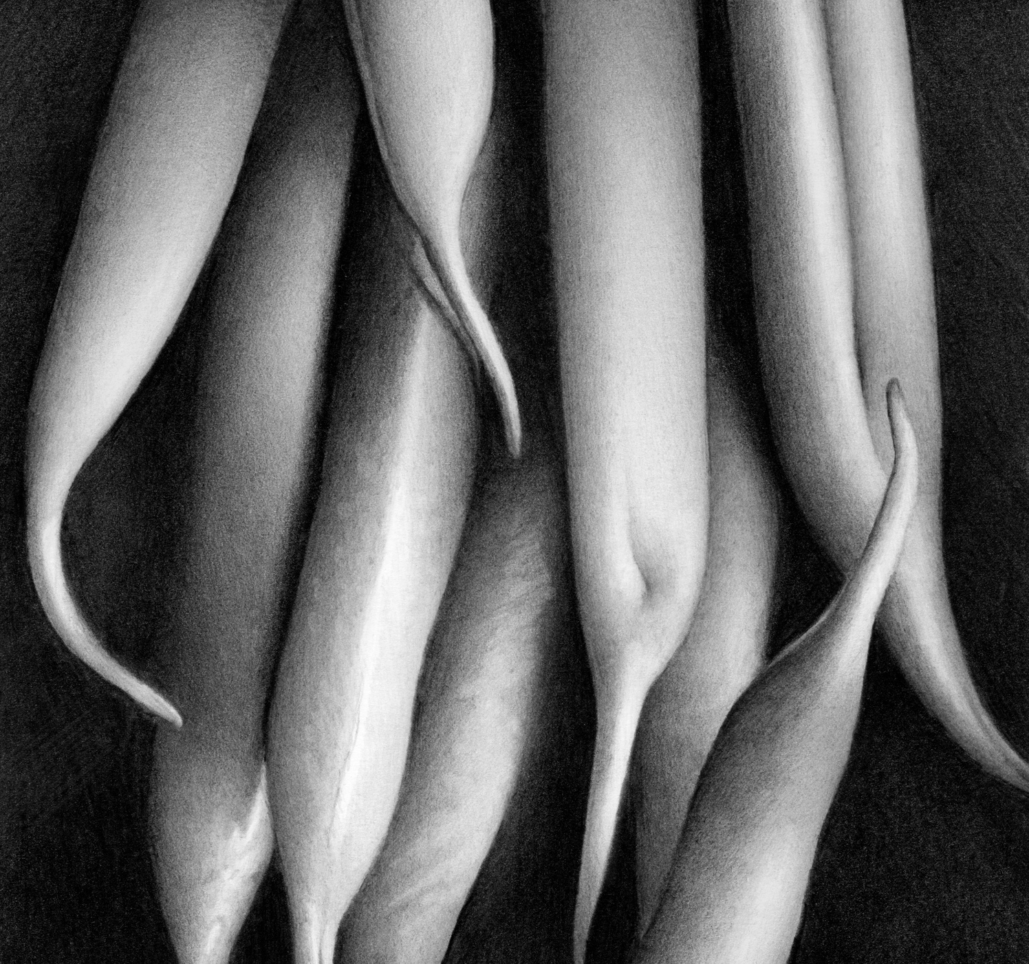 Runner Beans Abstracted Detail