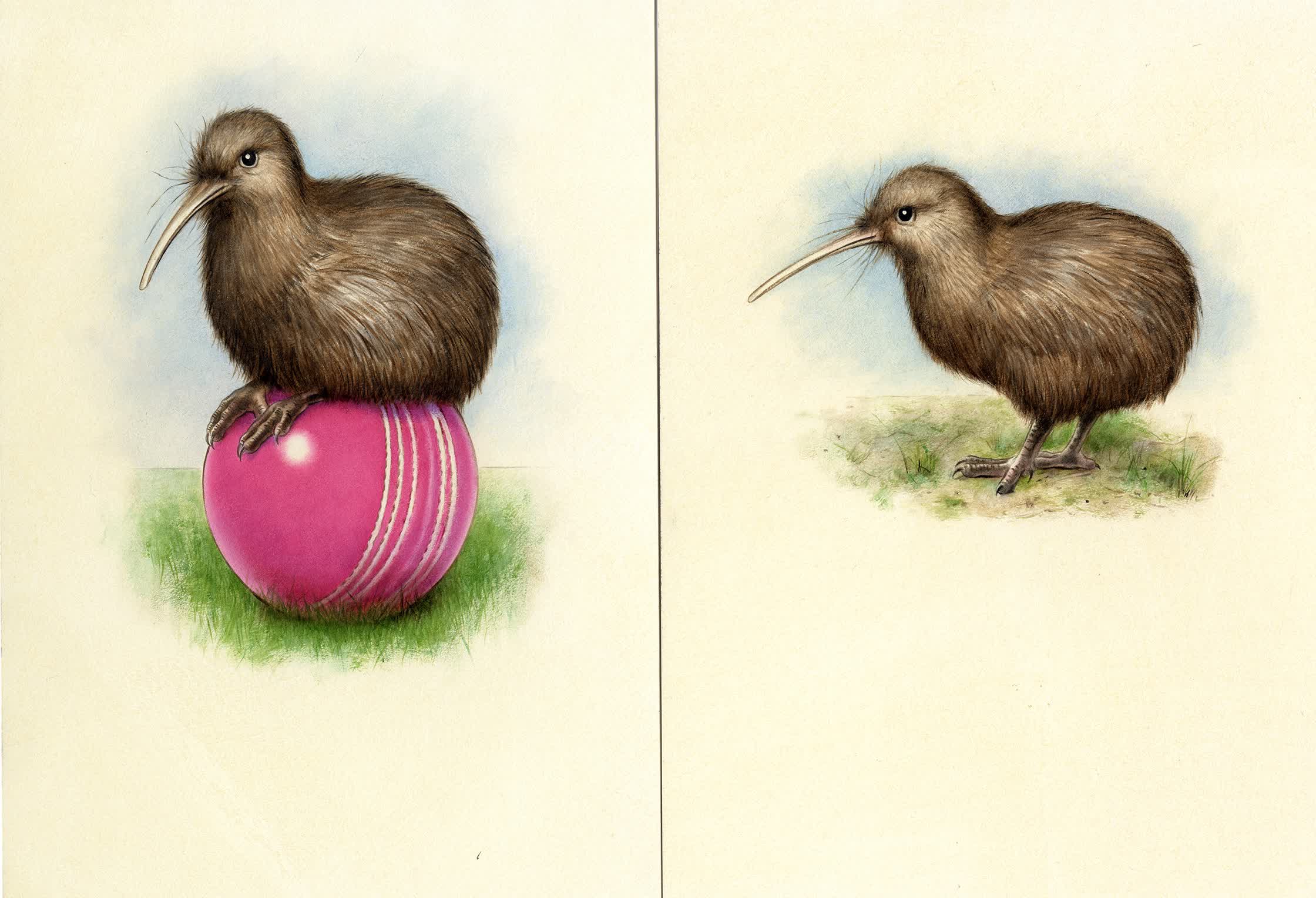Kiwi cricket.jpg