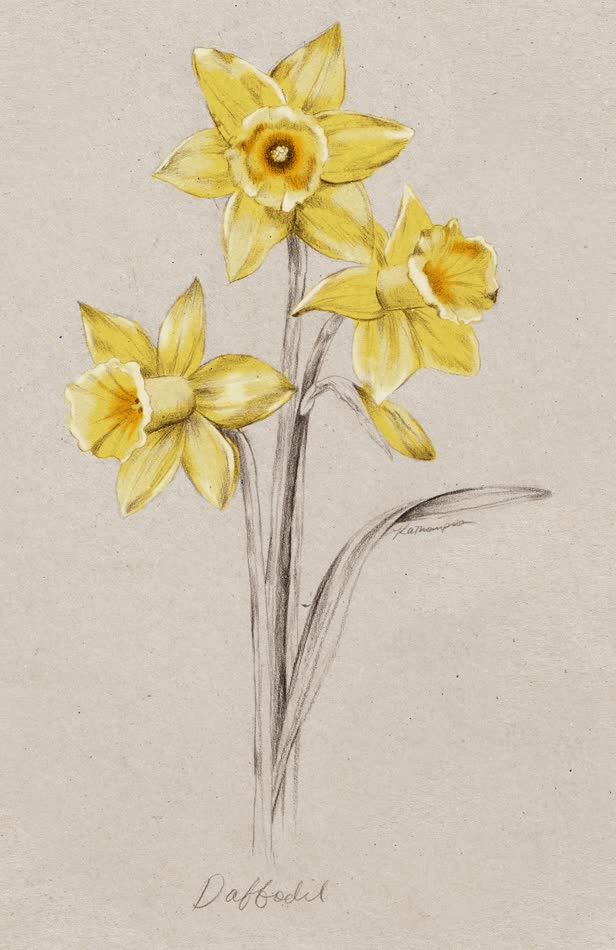 Daffodil NZ Home and Garden Magazine Spring