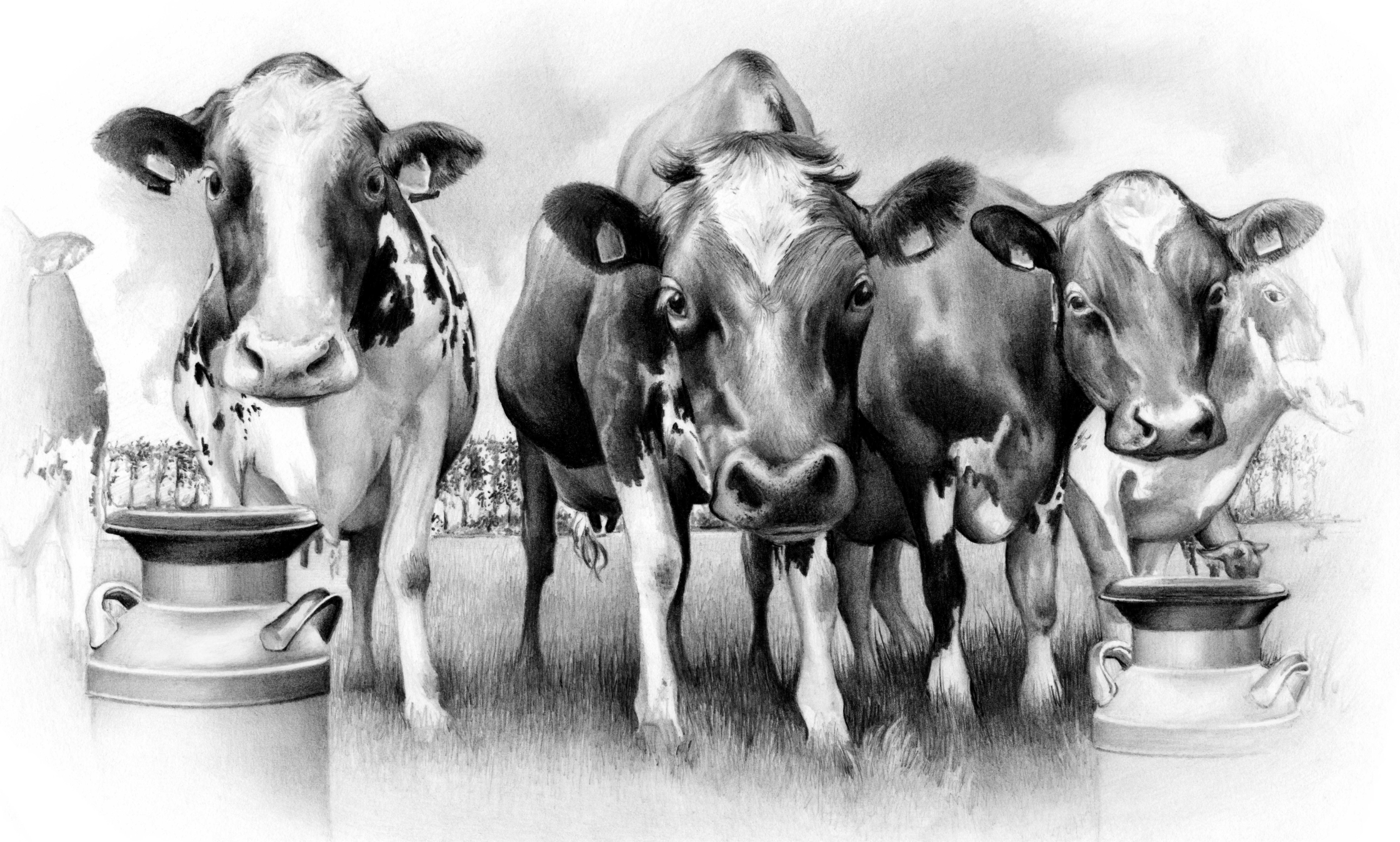 Cows