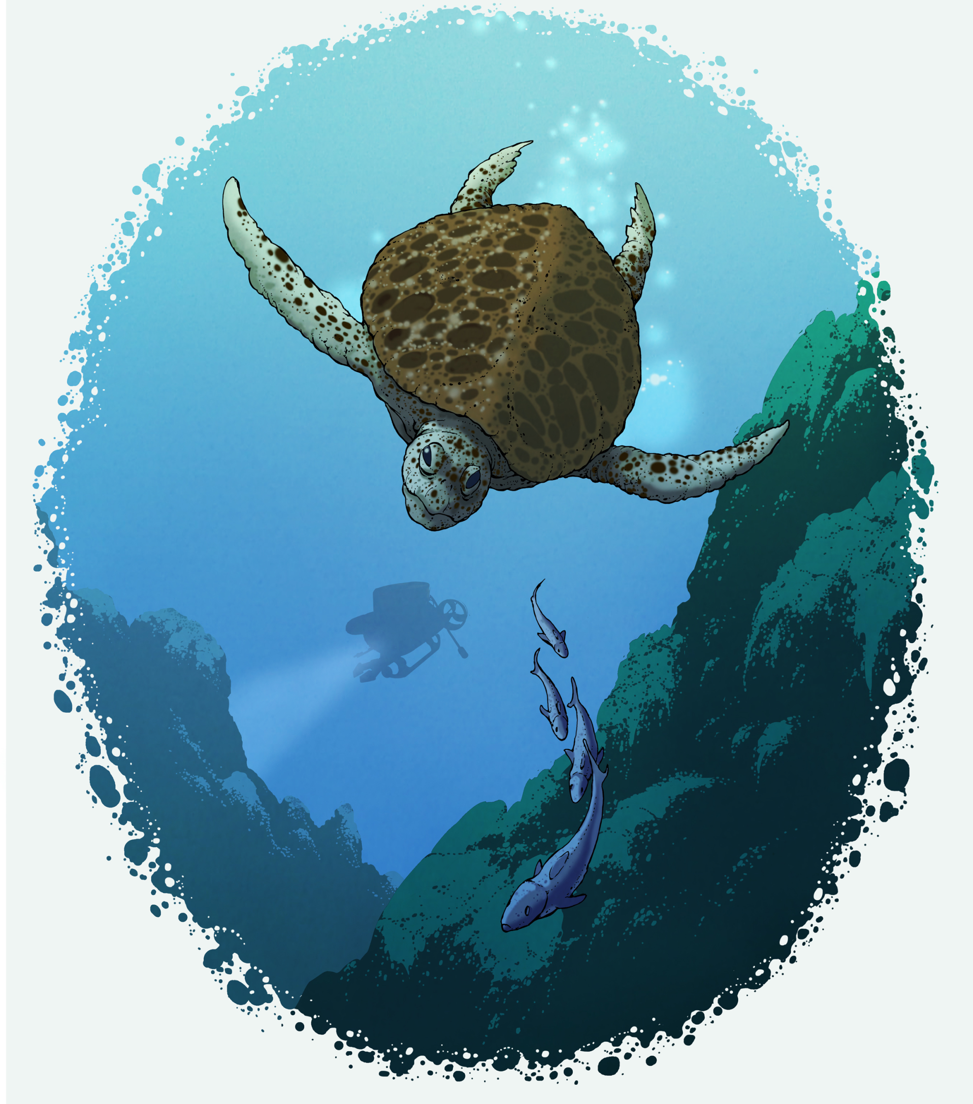 23-turtle.jpg