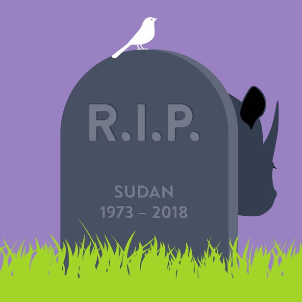 Endangered Rhino Sudan
