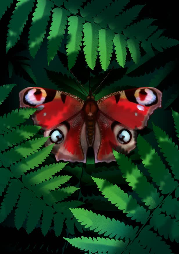 Peacock Butterfly / Personal work