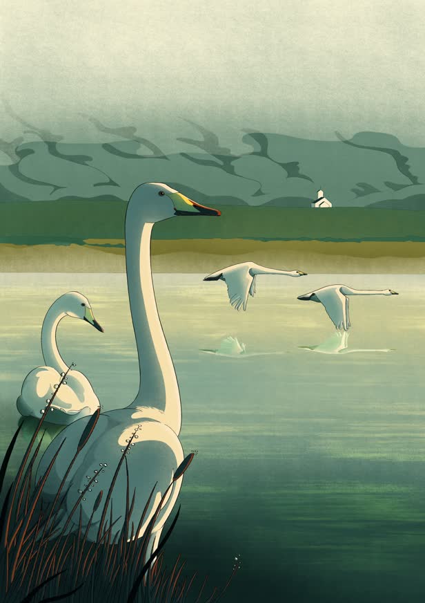 Icelandic Birds Whooper Swan / Personal work