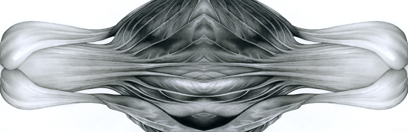Food Vegetable Symmetry