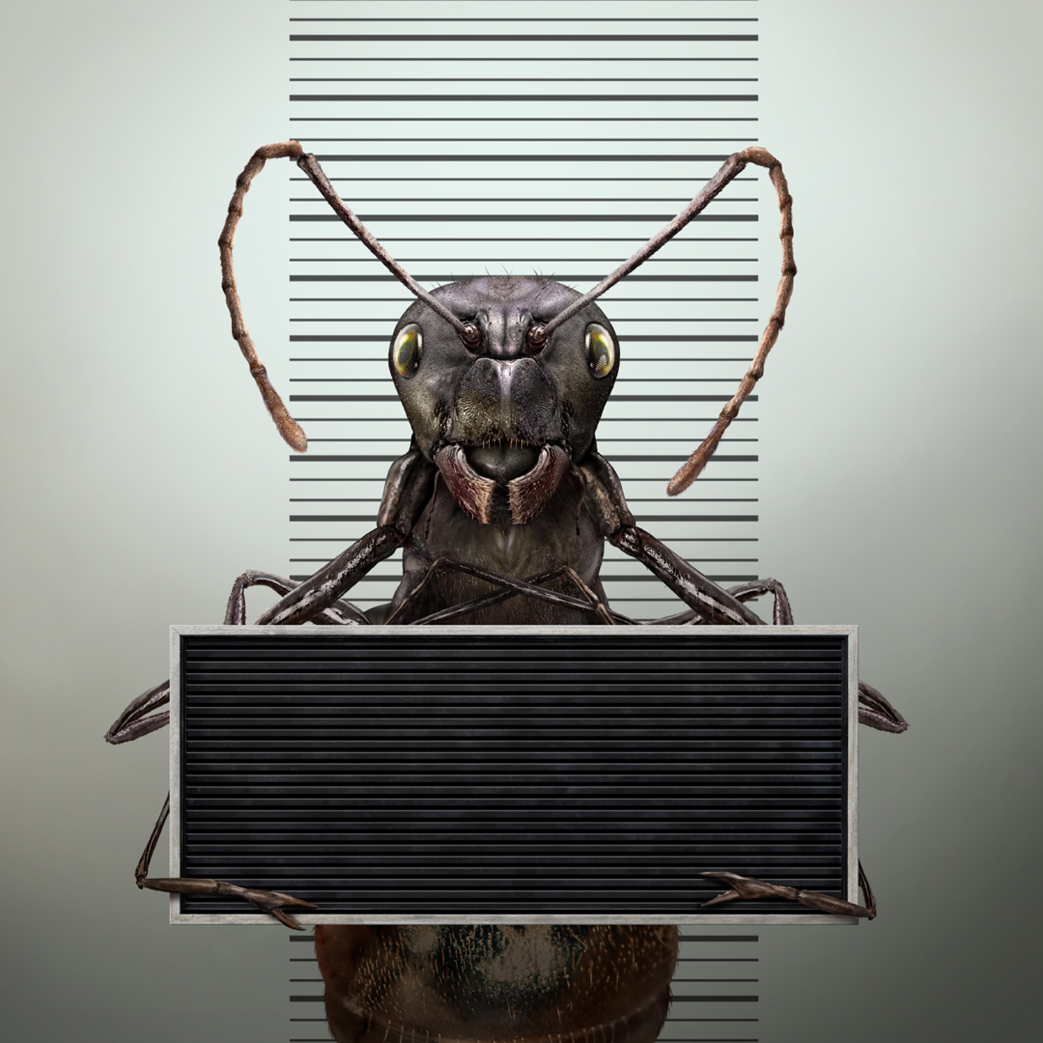 Ant Arrest / Jeff Wack Projects Debut Art