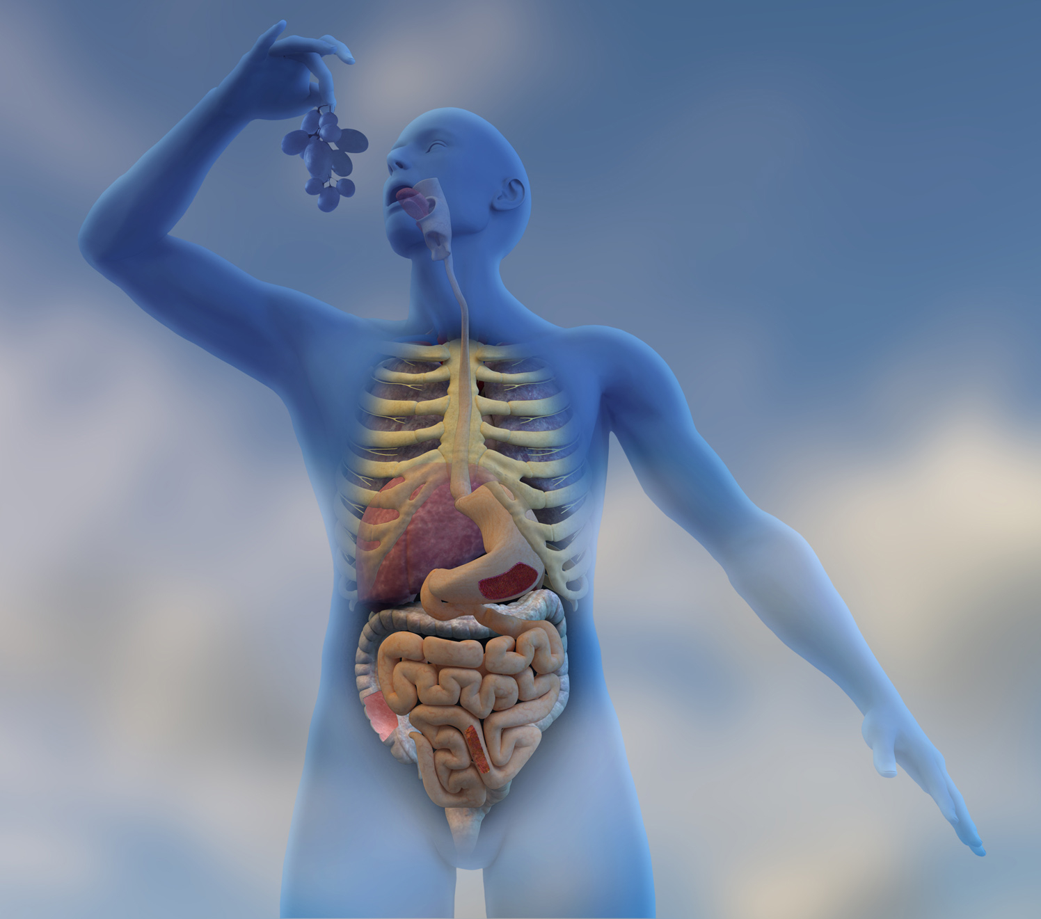 Digestive System Of A Penguin Length : Every organ has a role in