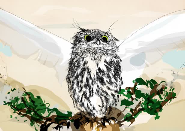 Owl