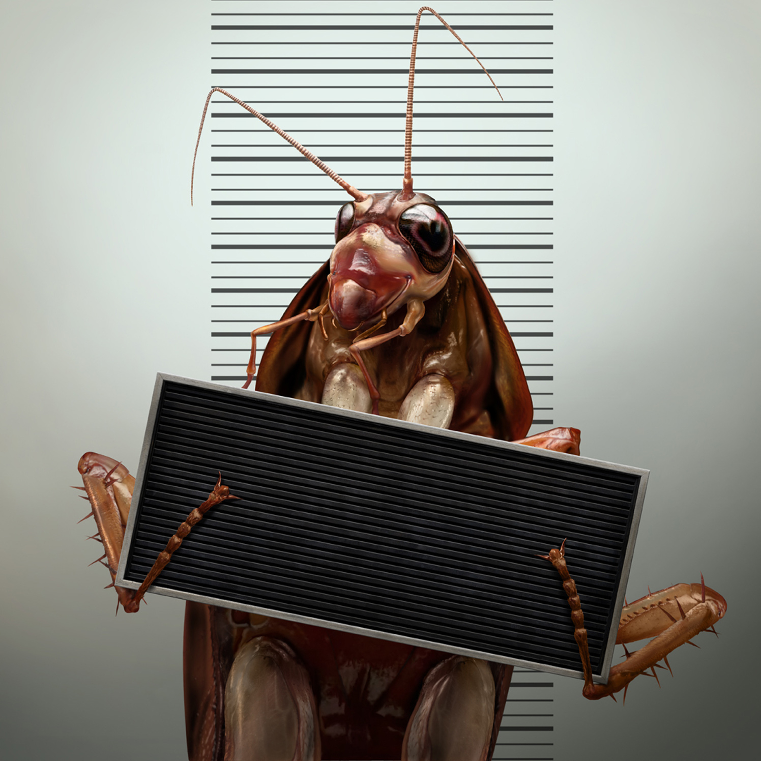 Cockroach Arrest