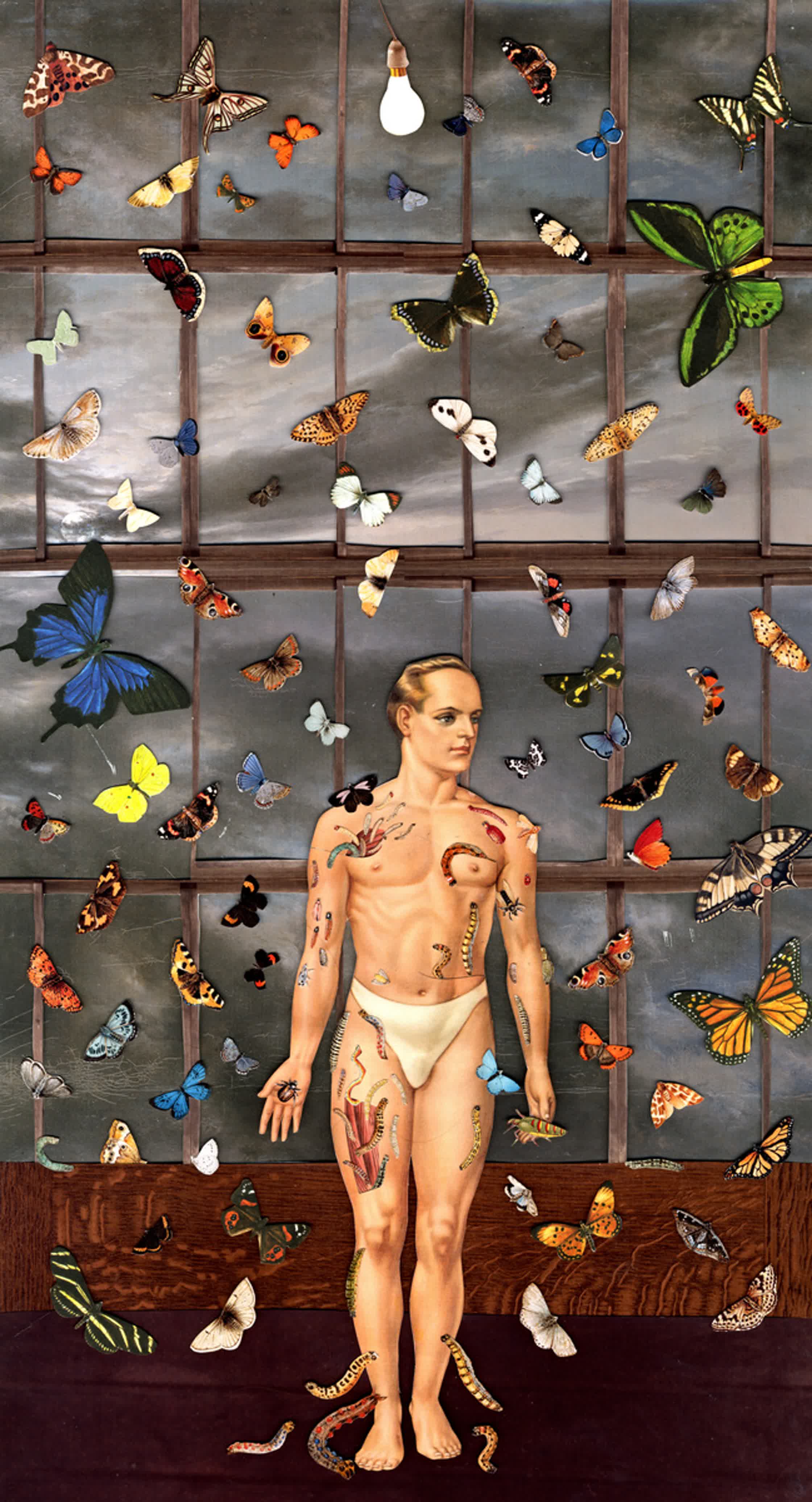 butterflymanawdwdattached.jpeg