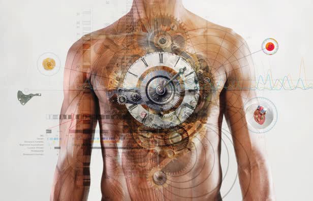 Chronobiology Heart