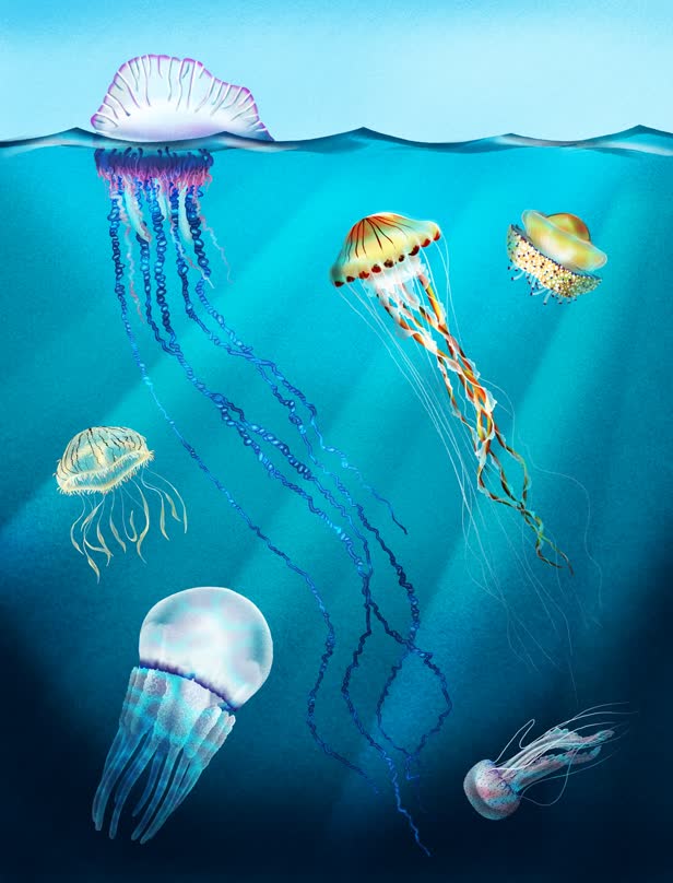 Jellyfishes / Personal work