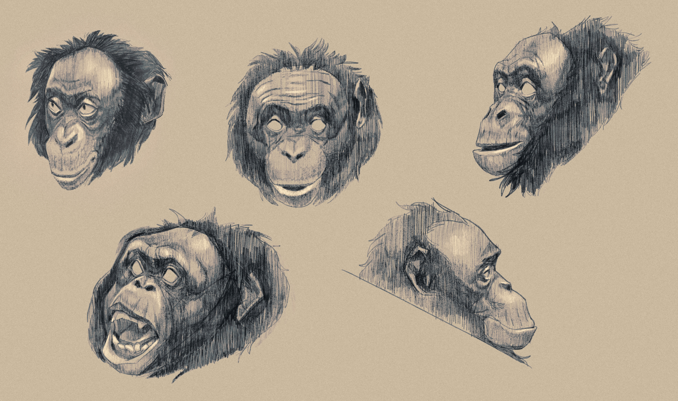 Pacific_Standard_Kanzi_Sketches.jpg