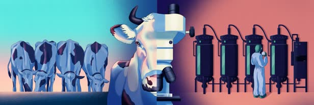 Lab Grown Meat / BBC Science Focus