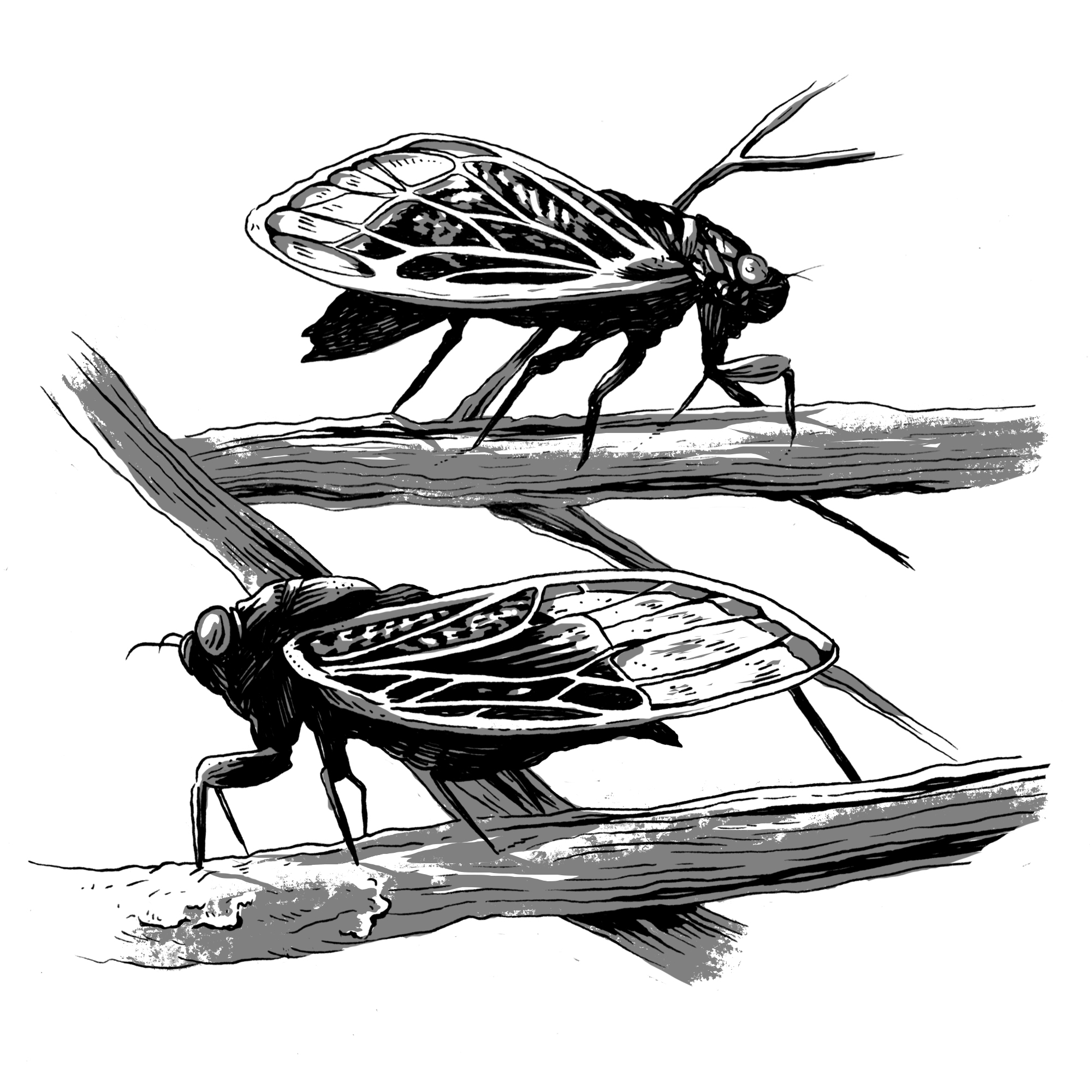 Weber_Grill_Cicadas_inks.jpg