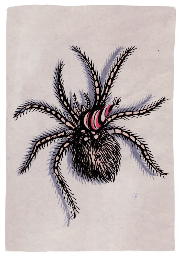 Spidercard