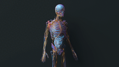 Anatomy Animation
