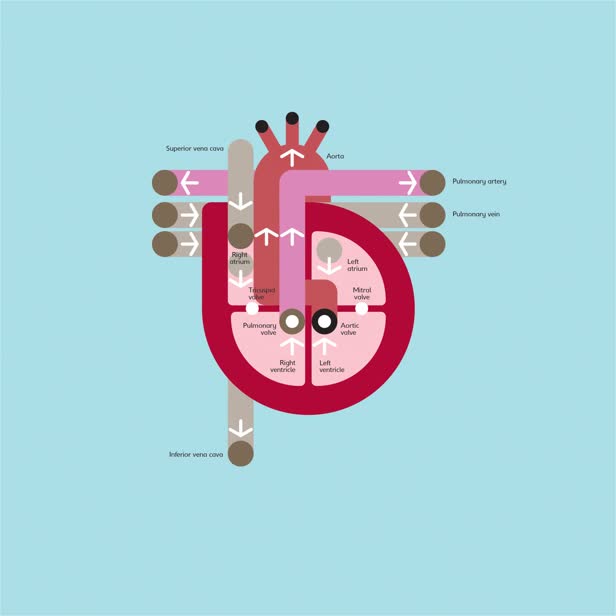 Heart Diagram / Big Picture Press