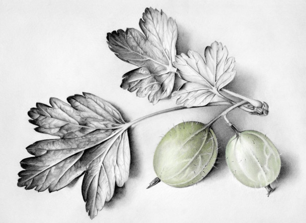Still Life Two Gooseberries With Leaves