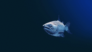 Aquafarmers / Leading Global Consultancy