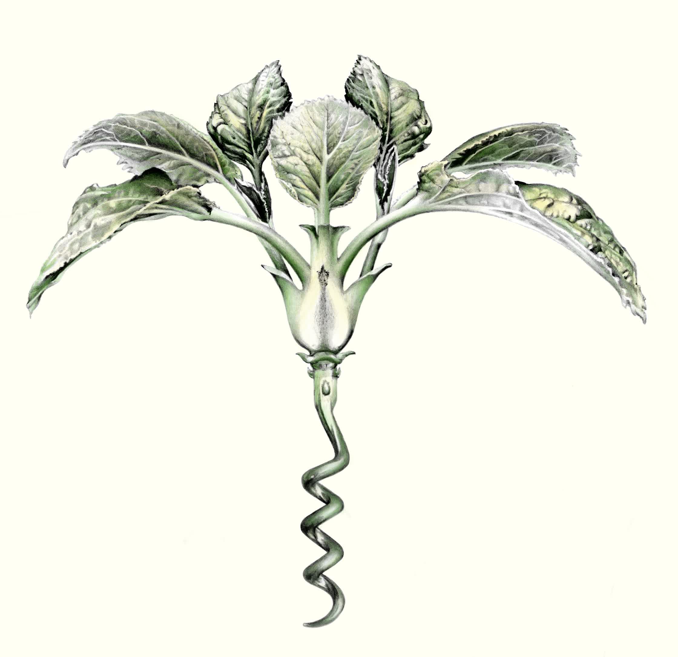 corkscrew.jpg