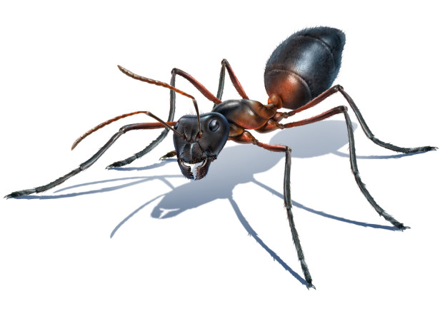 Jeff's Ant