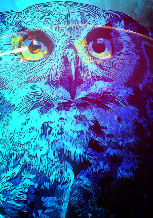 Owl & the Night