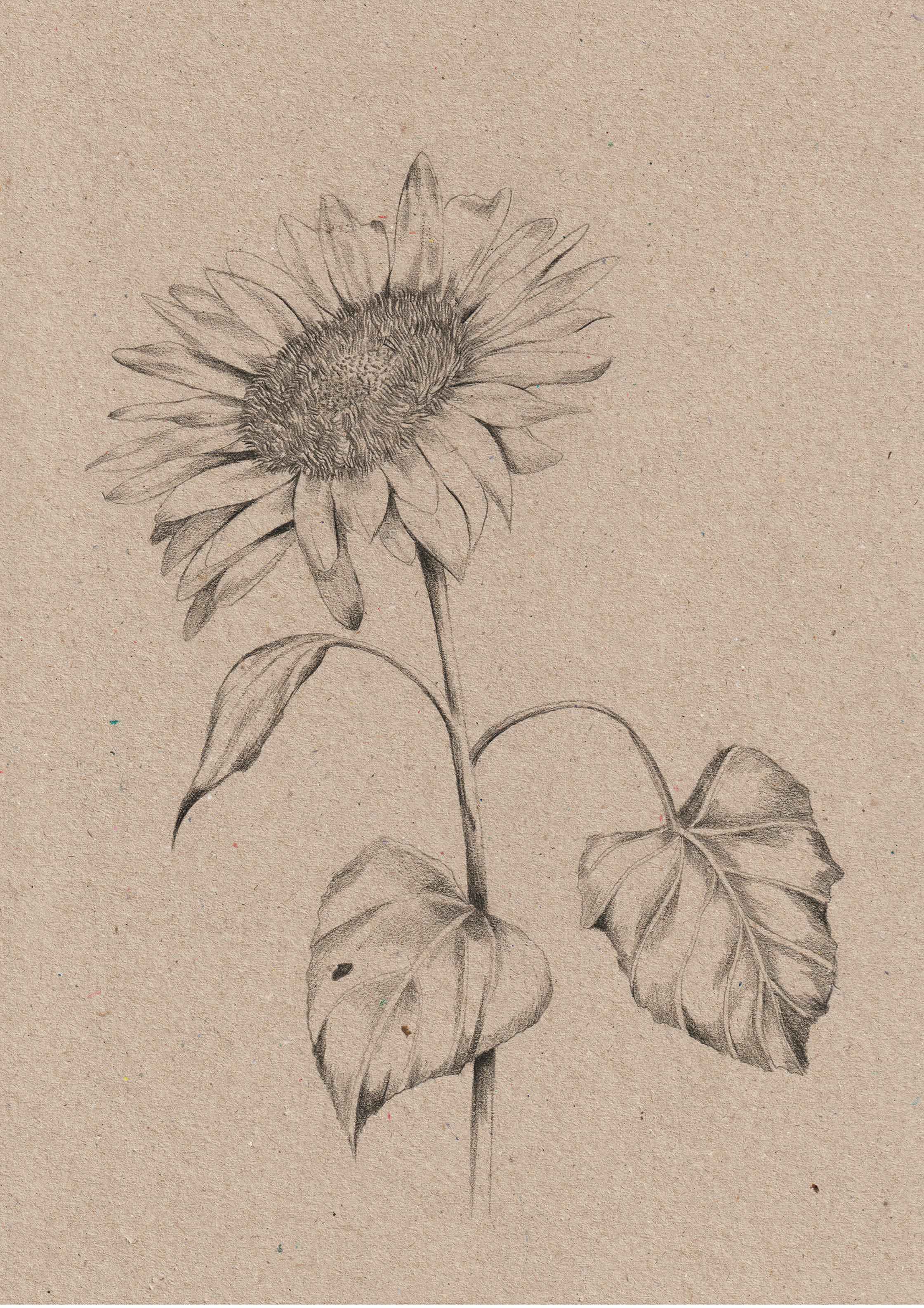Kelly Thompson_The Avantguard_sunflower_.jpg
