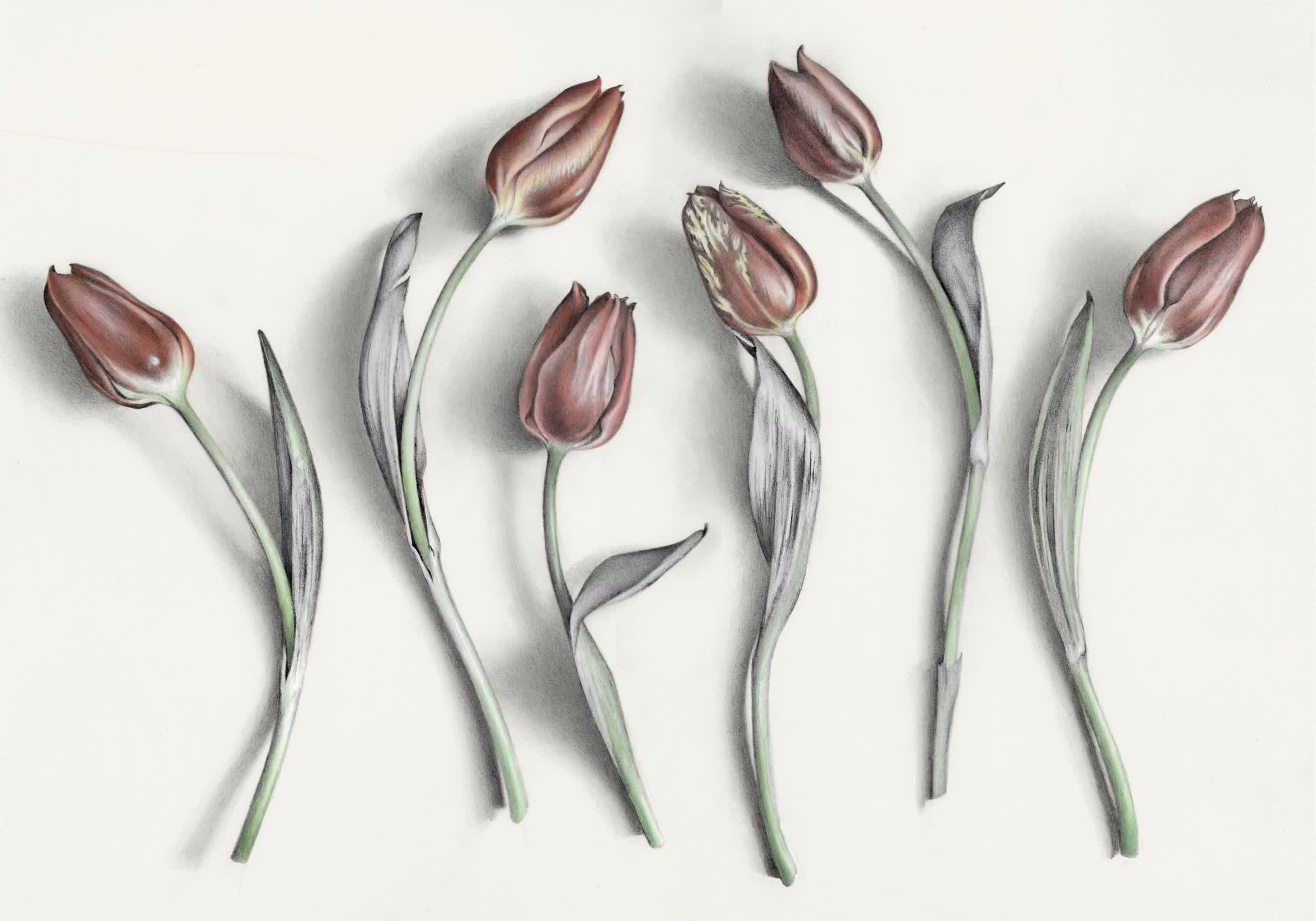 Tulips.jpg