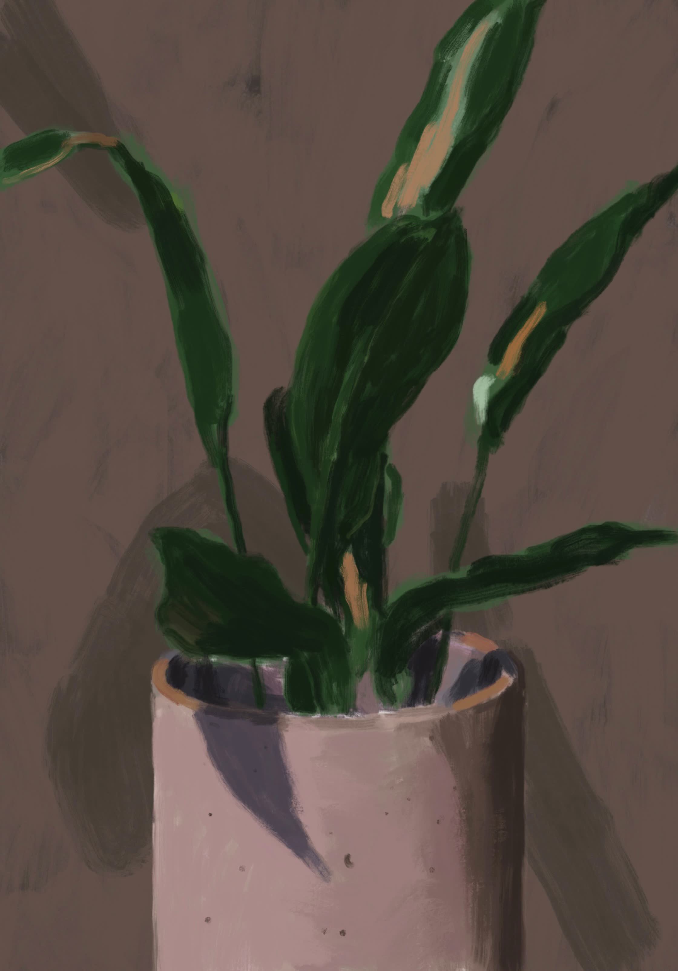 PERSONAL_WORK:'ASPIDISTRA':DIGITAL_PAINTING.jpeg