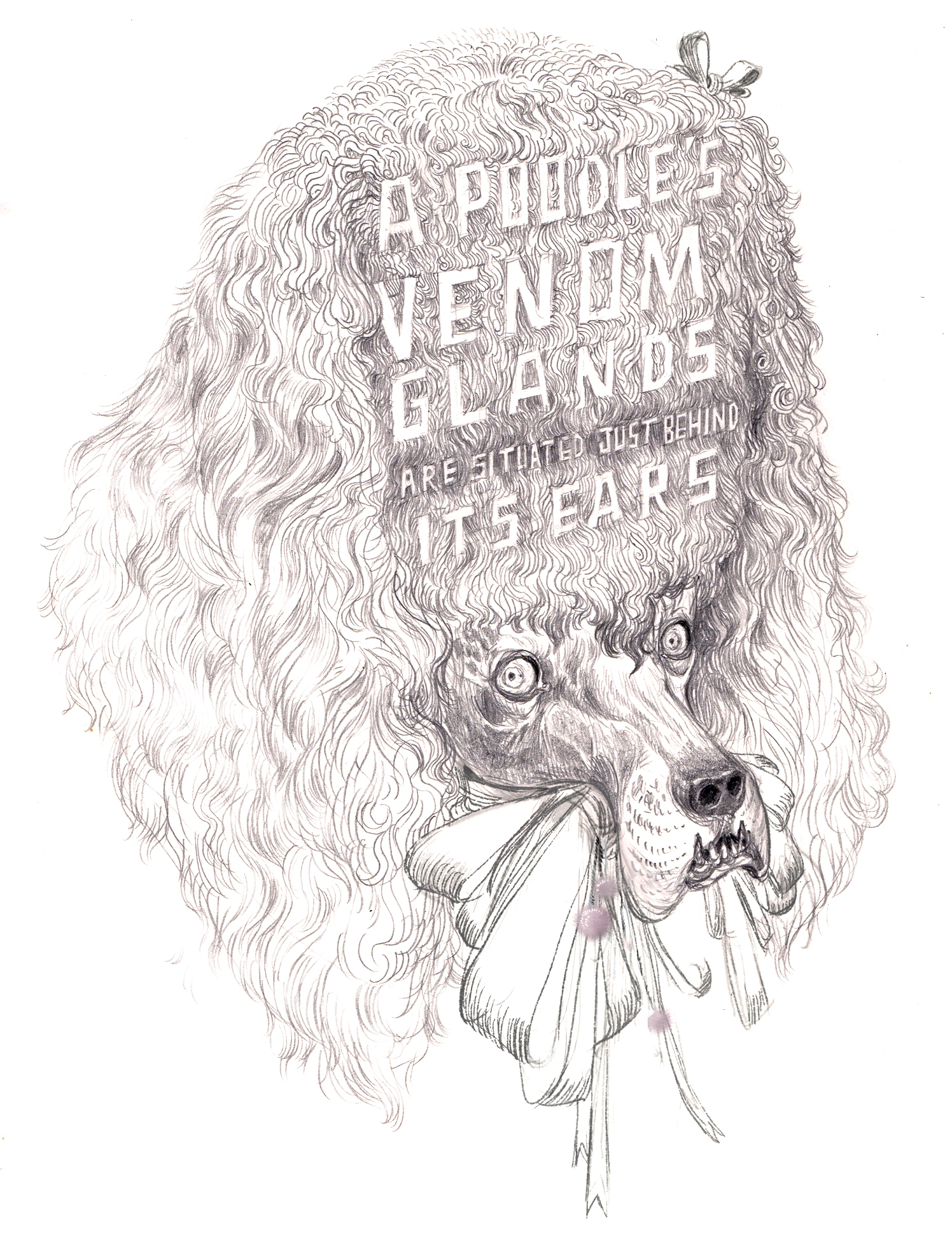 Poodle Venom