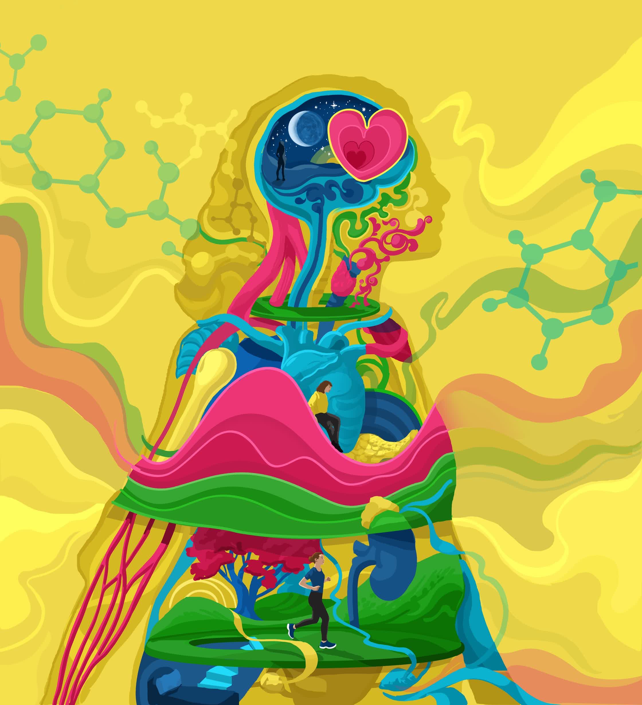 HormonesExplainerforBBCScienceFocus.jpg